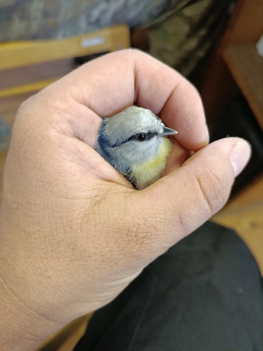 Azure Tit (Yellow-breasted) - ML645833289