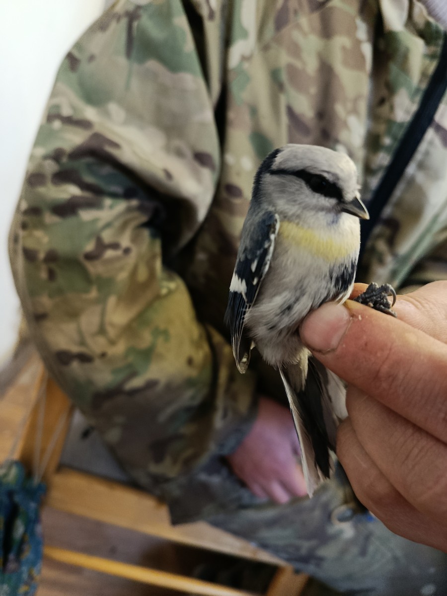 Azure Tit (Yellow-breasted) - ML645833290