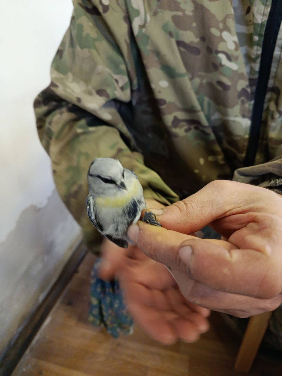 Azure Tit (Yellow-breasted) - ML645833291