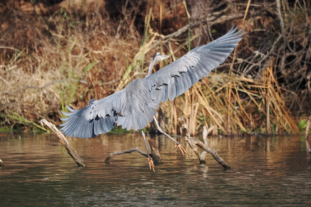 Большая голубая цапля - ML645833297