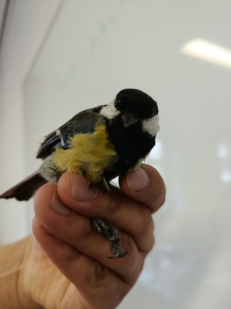 Большая синица - ML645833298