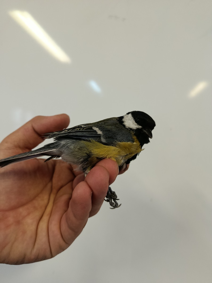 Большая синица - ML645833299