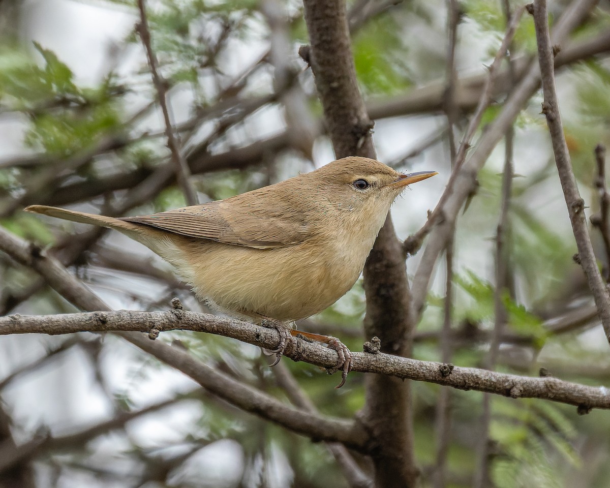 Южная бормотушка - ML645833302