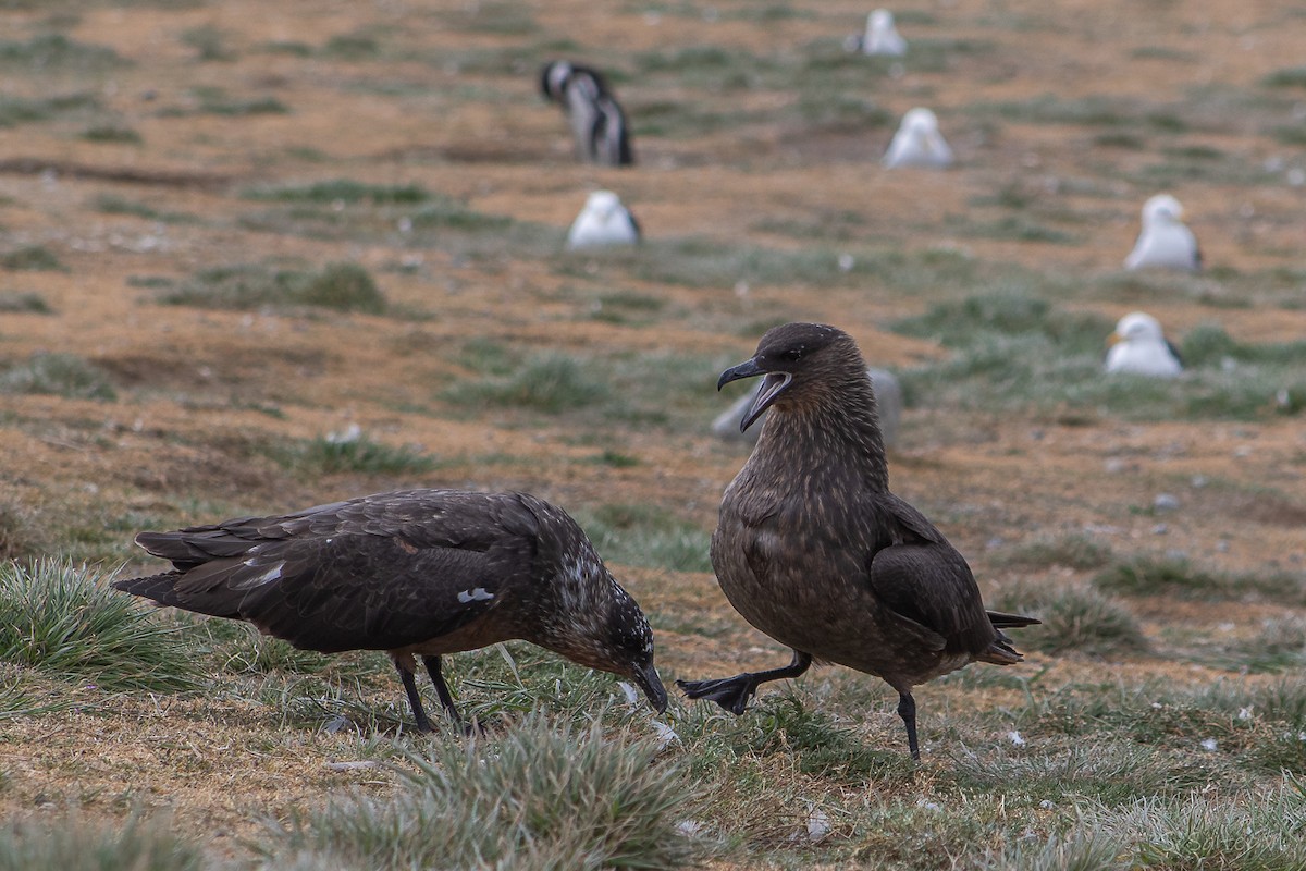 Чилийский поморник - ML645833303