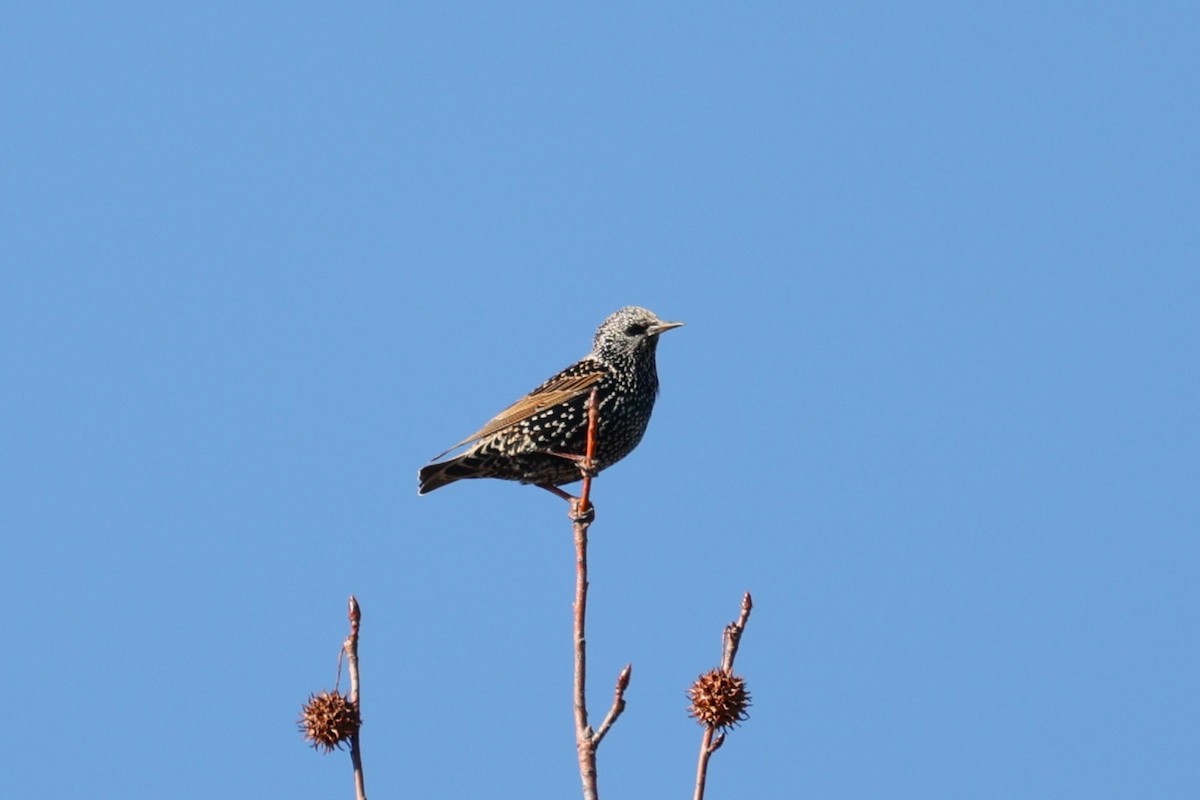 Обыкновенный скворец - ML645833304