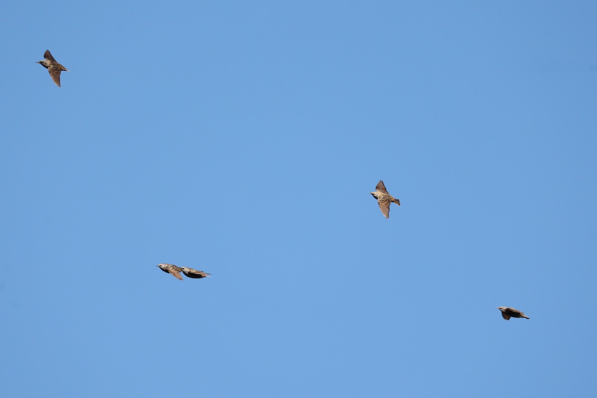 Обыкновенный скворец - ML645833305