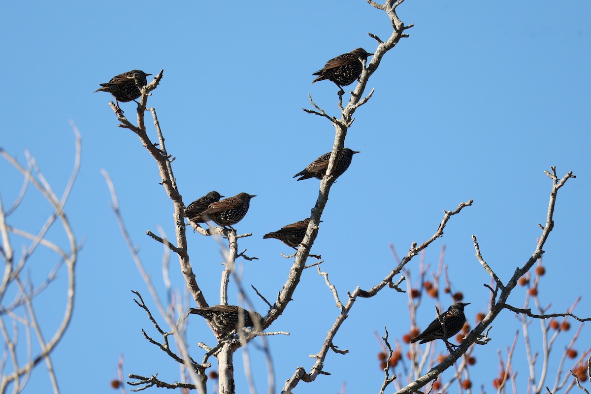 Обыкновенный скворец - ML645833306