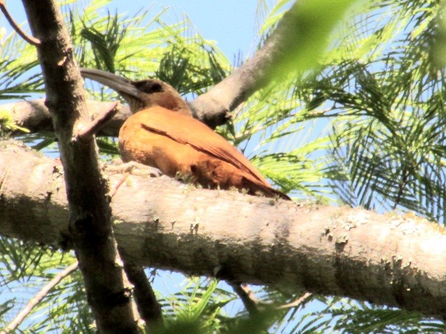 Большой мечник - ML645833307