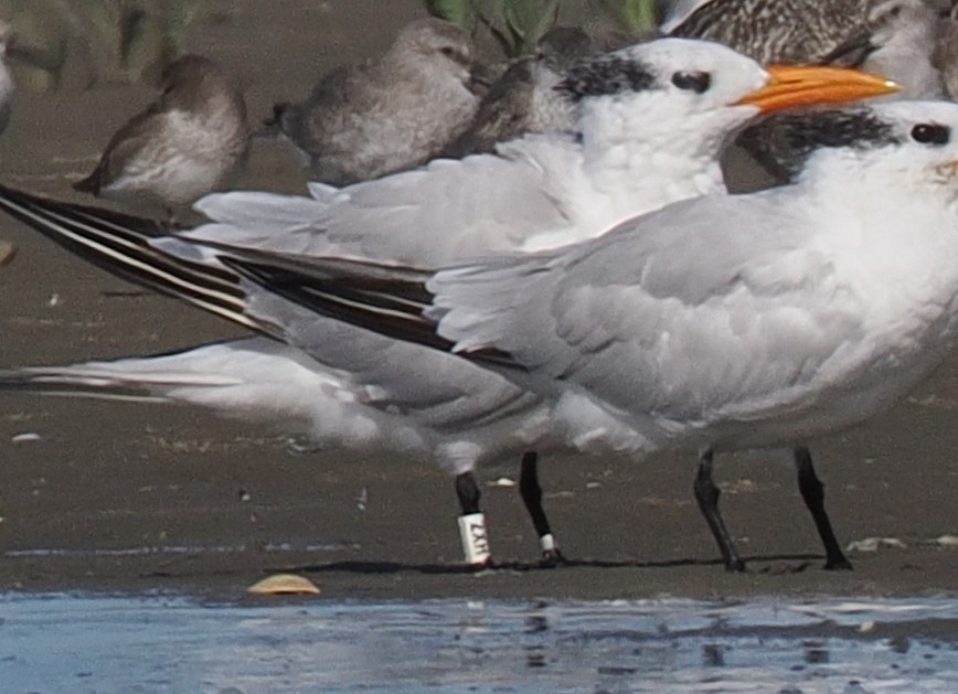 Королевская крачка - ML645833309