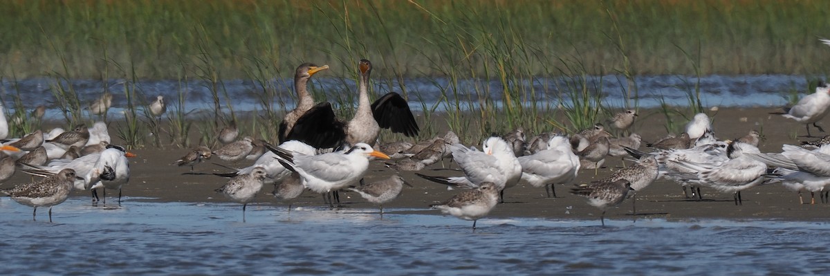 Королевская крачка - ML645833311