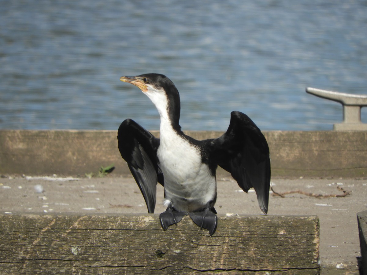Пёстрый баклан - ML645833313