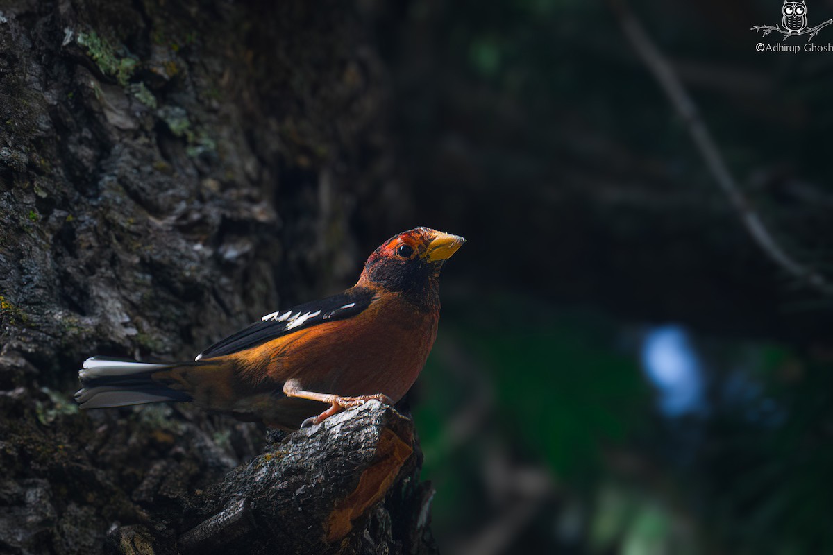 Очковый вьюрок - ML645833318