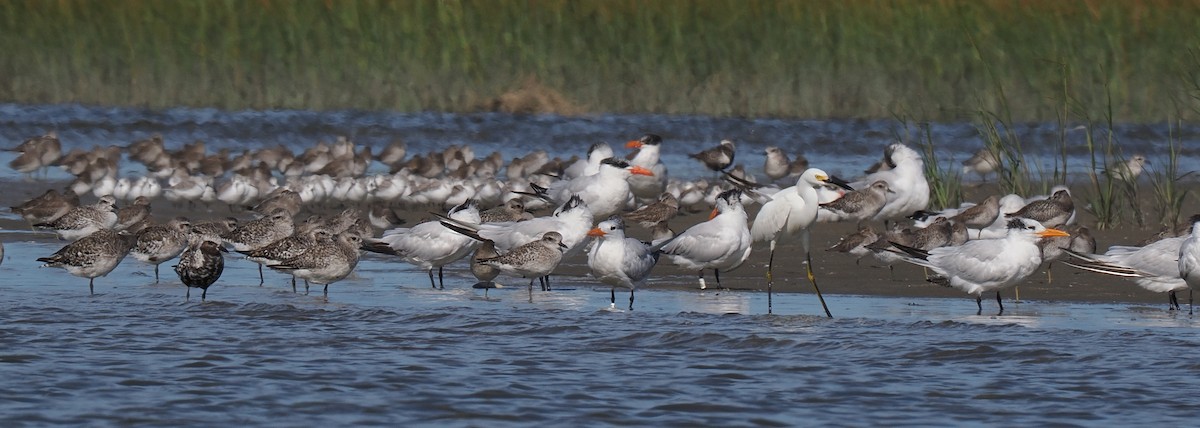 Королевская крачка - ML645833320