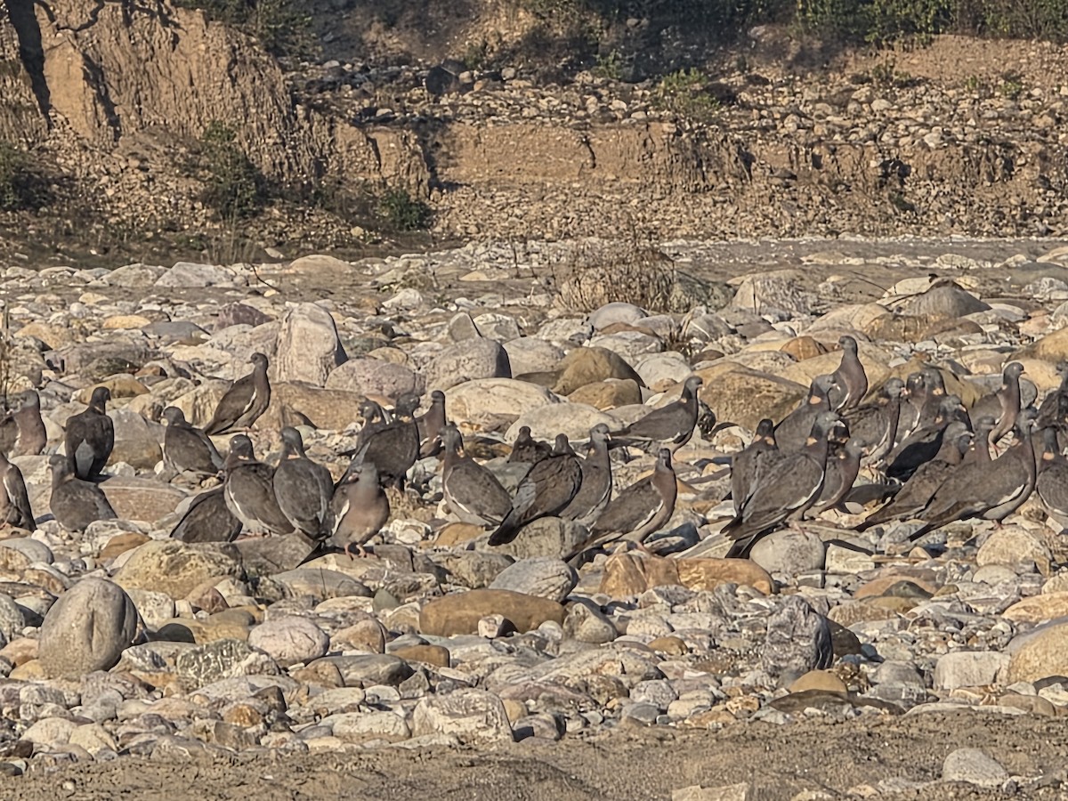 Common Wood-Pigeon - ML645833321