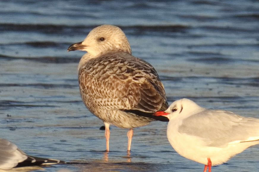 Серебристая чайка - ML645833322