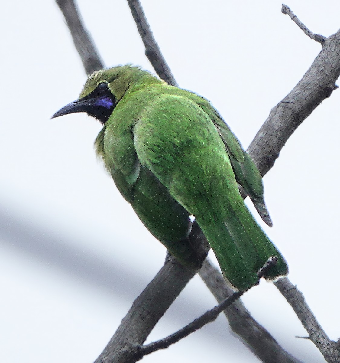 Индийская листовка - ML645833324