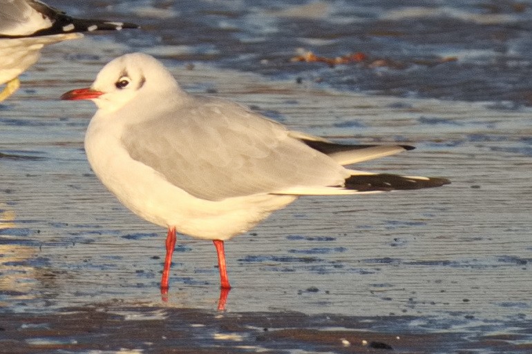 Озёрная чайка - ML645833328