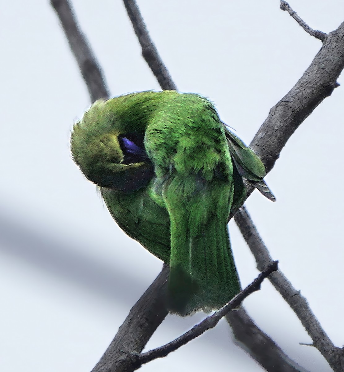 Индийская листовка - ML645833329