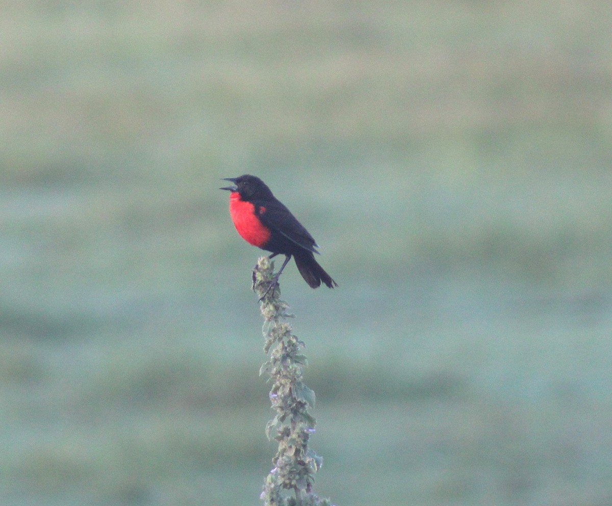 Красногрудая лойка - ML645833331