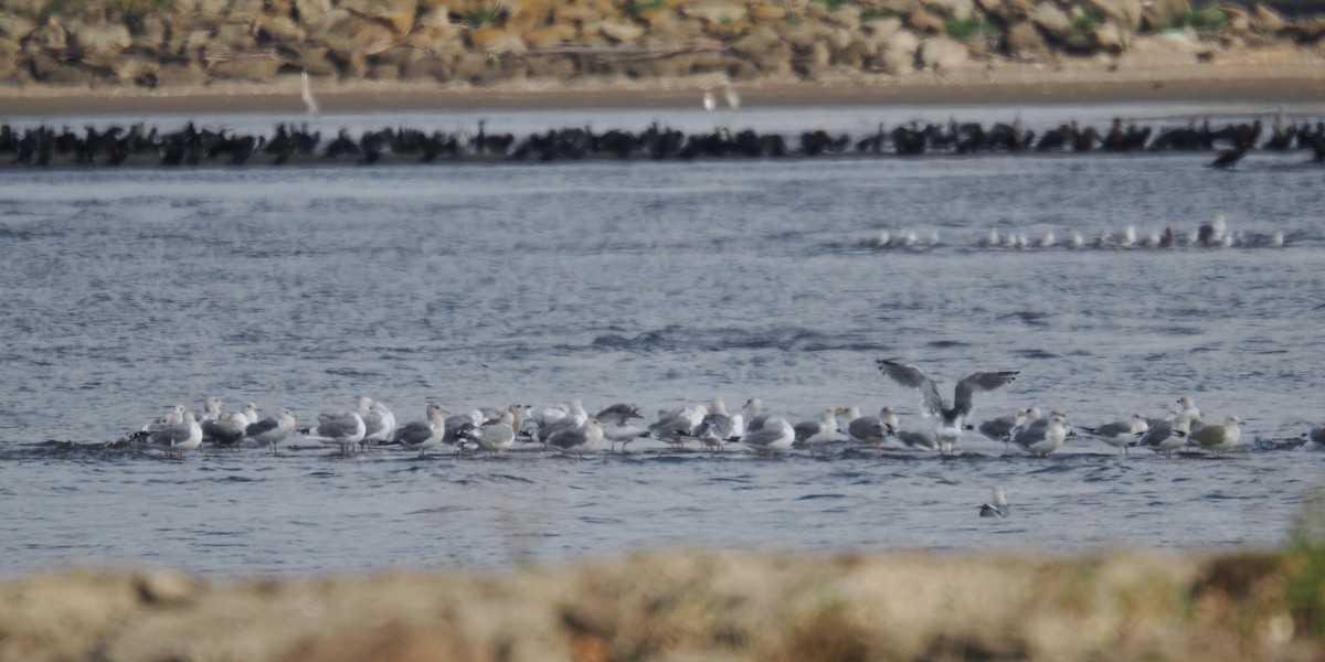 sibirmåke - ML645833337