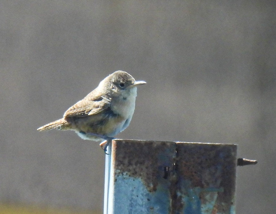 Southern House Wren - ML645833342