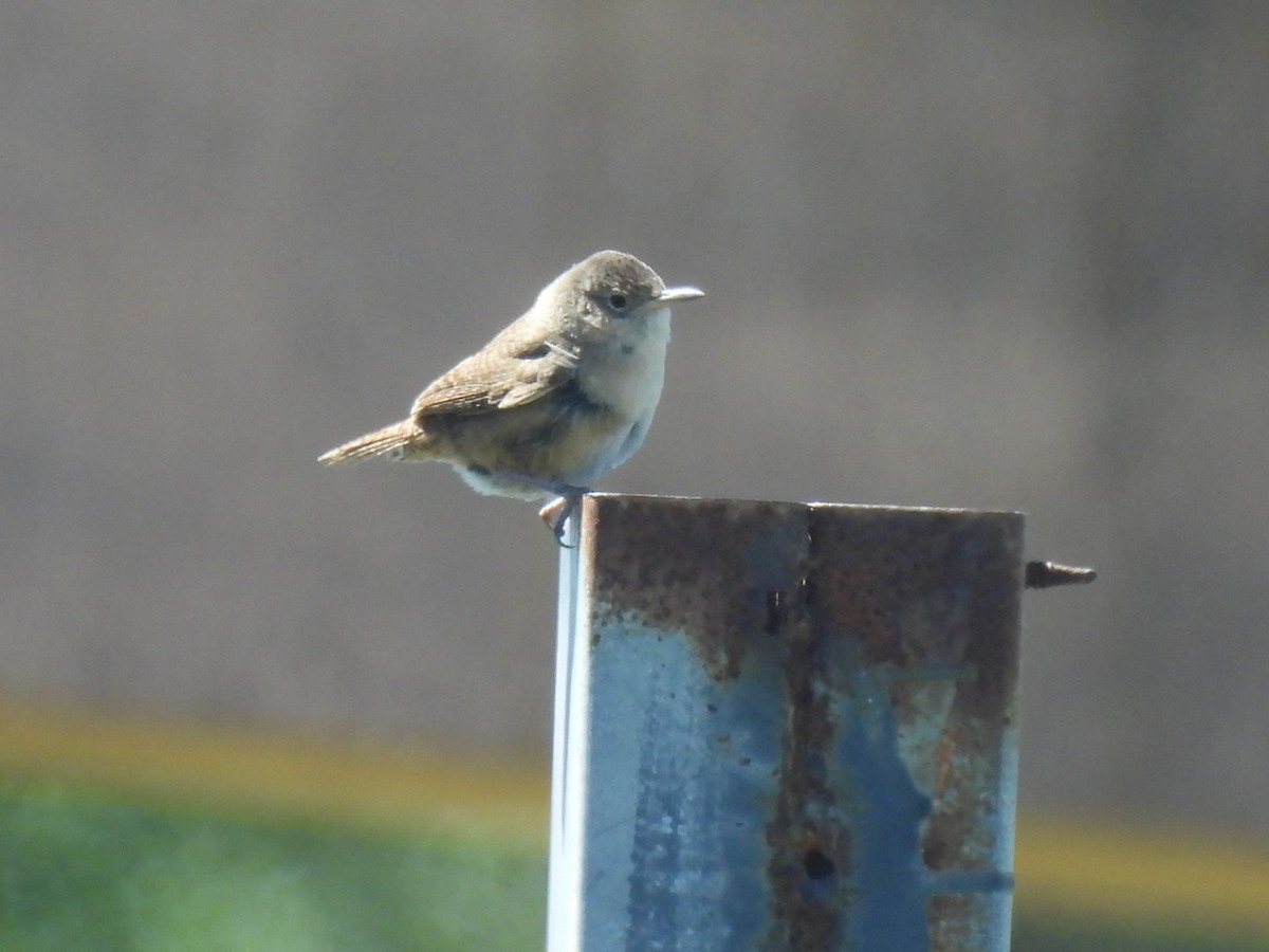 Southern House Wren - ML645833343