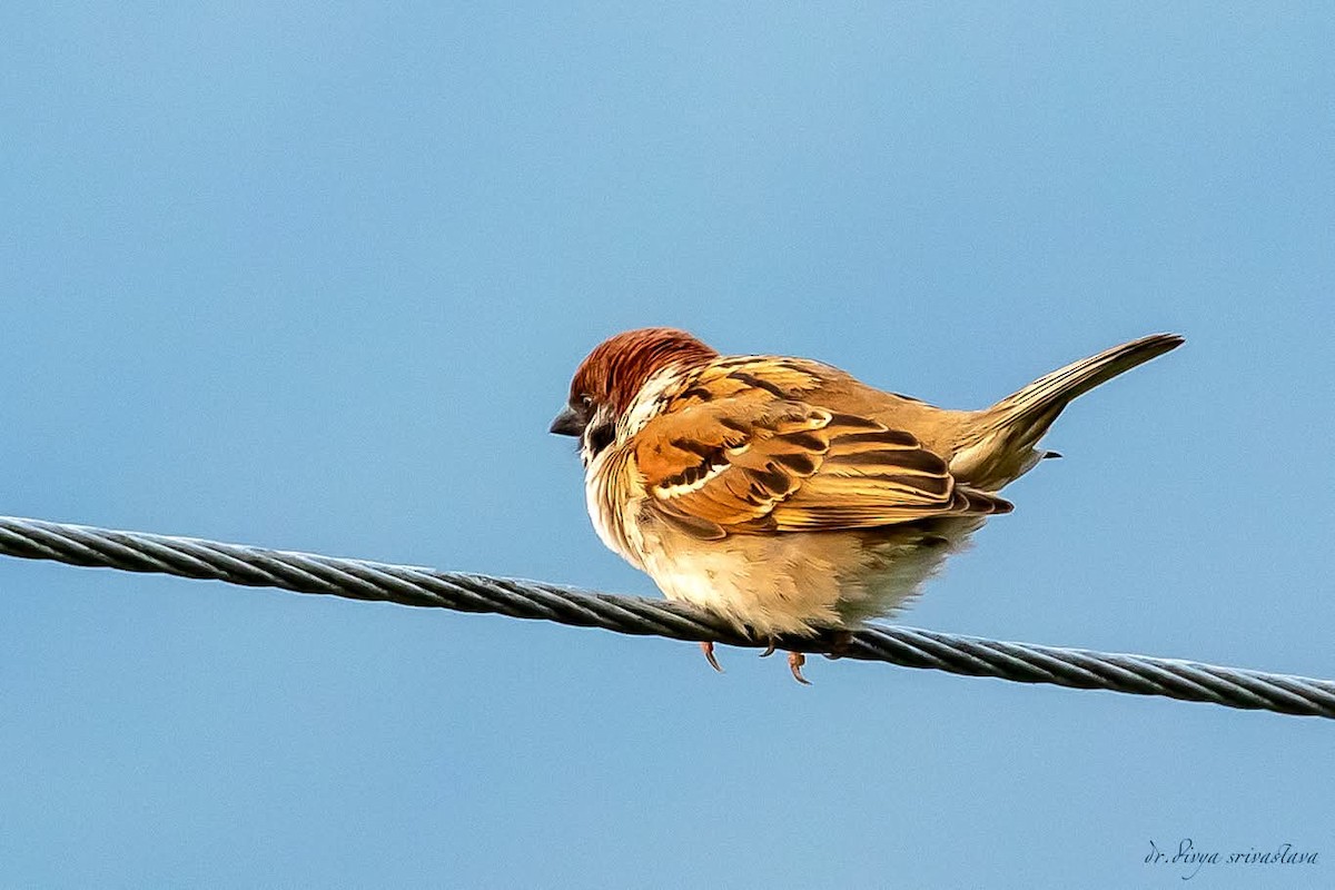 Eurasian Tree Sparrow - ML645833352