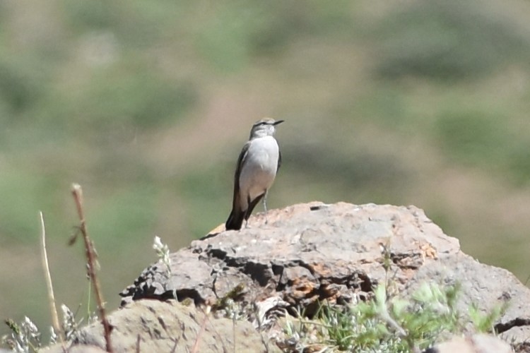 White-browed Ground-Tyrant - ML645833354