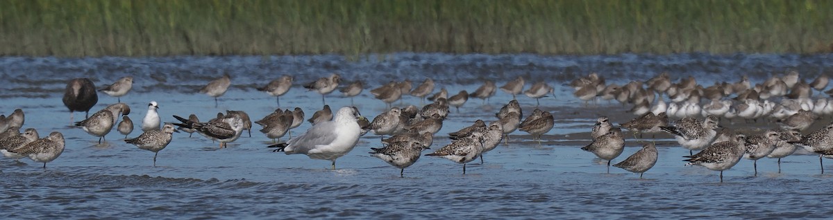 Black Skimmer - ML645833355