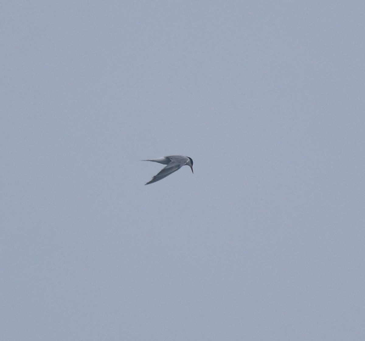 Common Tern - ML645833358