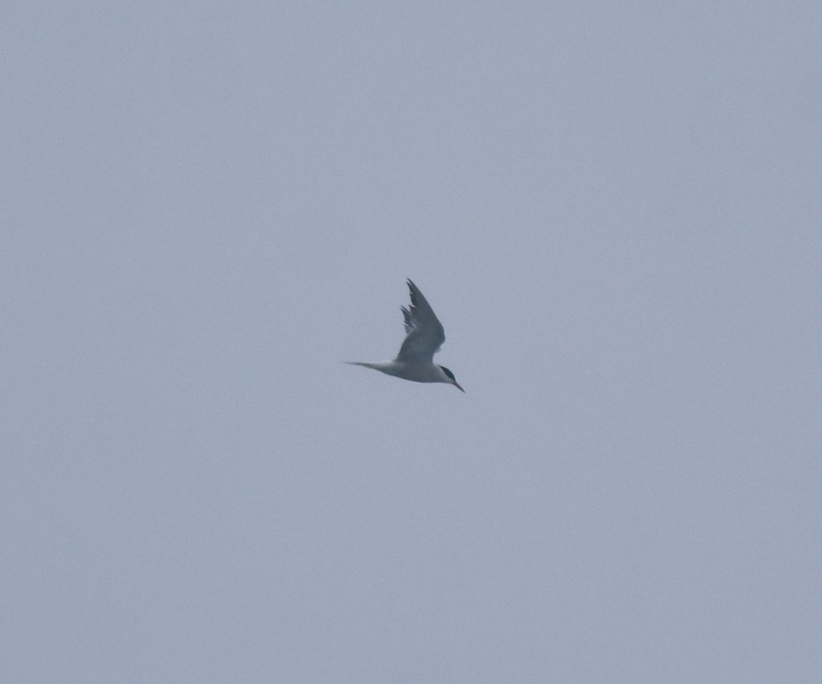 Common Tern - ML645833364