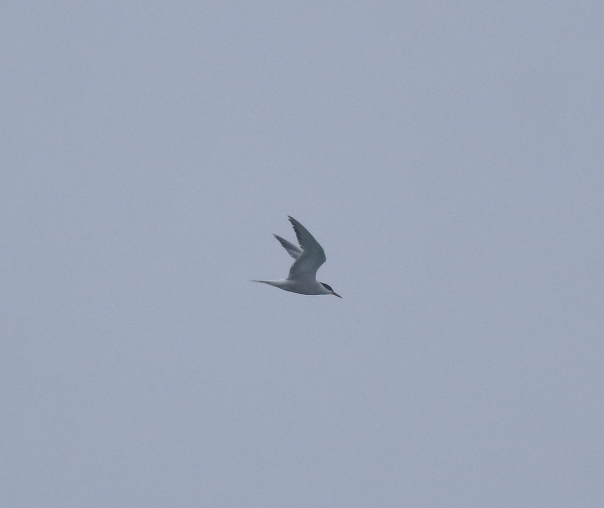 Common Tern - ML645833365