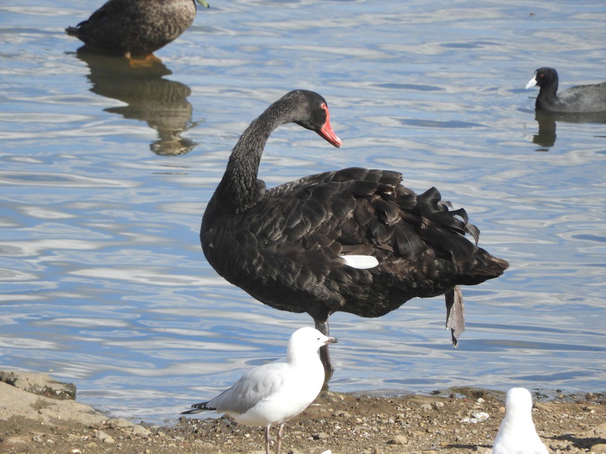 Black Swan - ML645833366