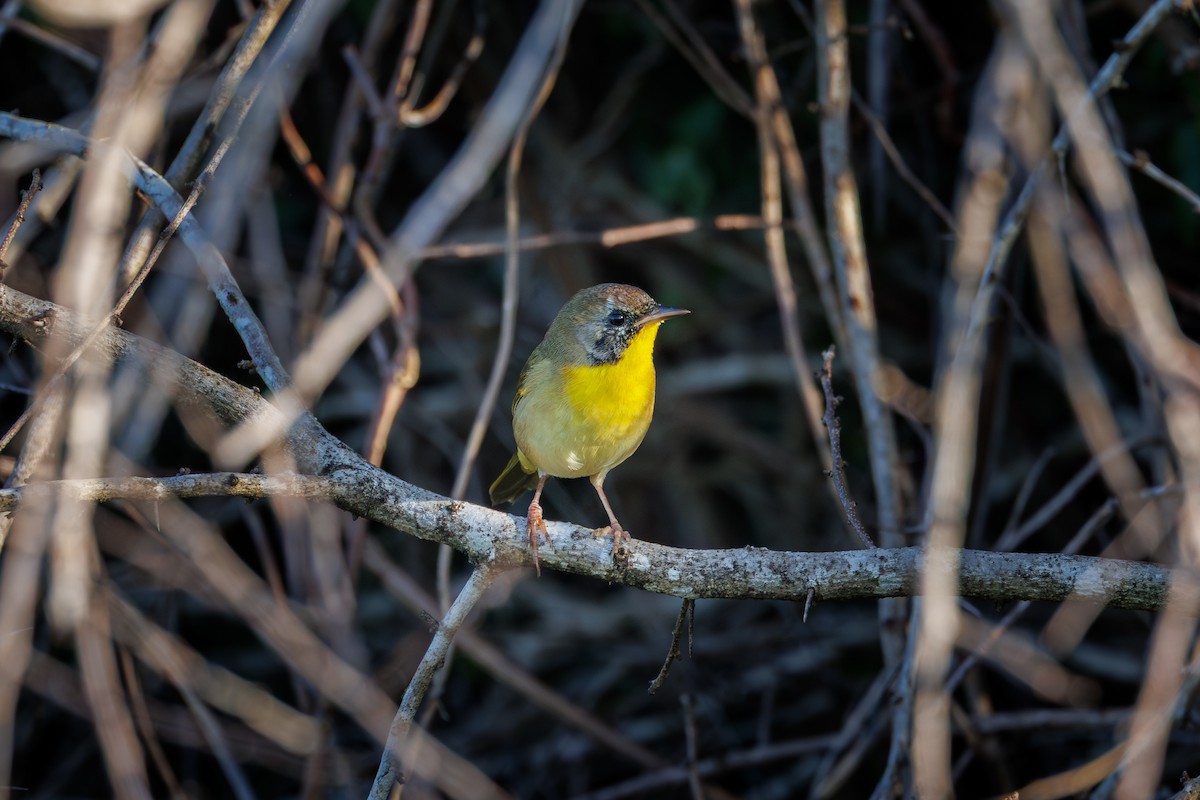 Common Yellowthroat - ML645833368