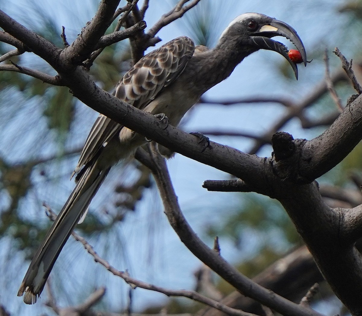 African Gray Hornbill - ML645833369