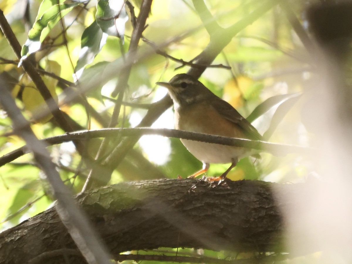 Eyebrowed Thrush - ML645833370