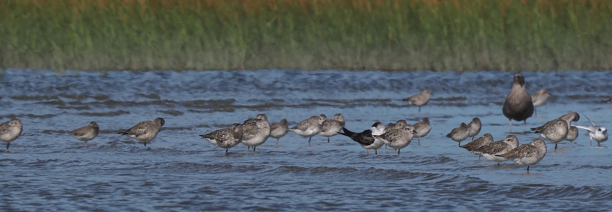 Black Skimmer - ML645833377
