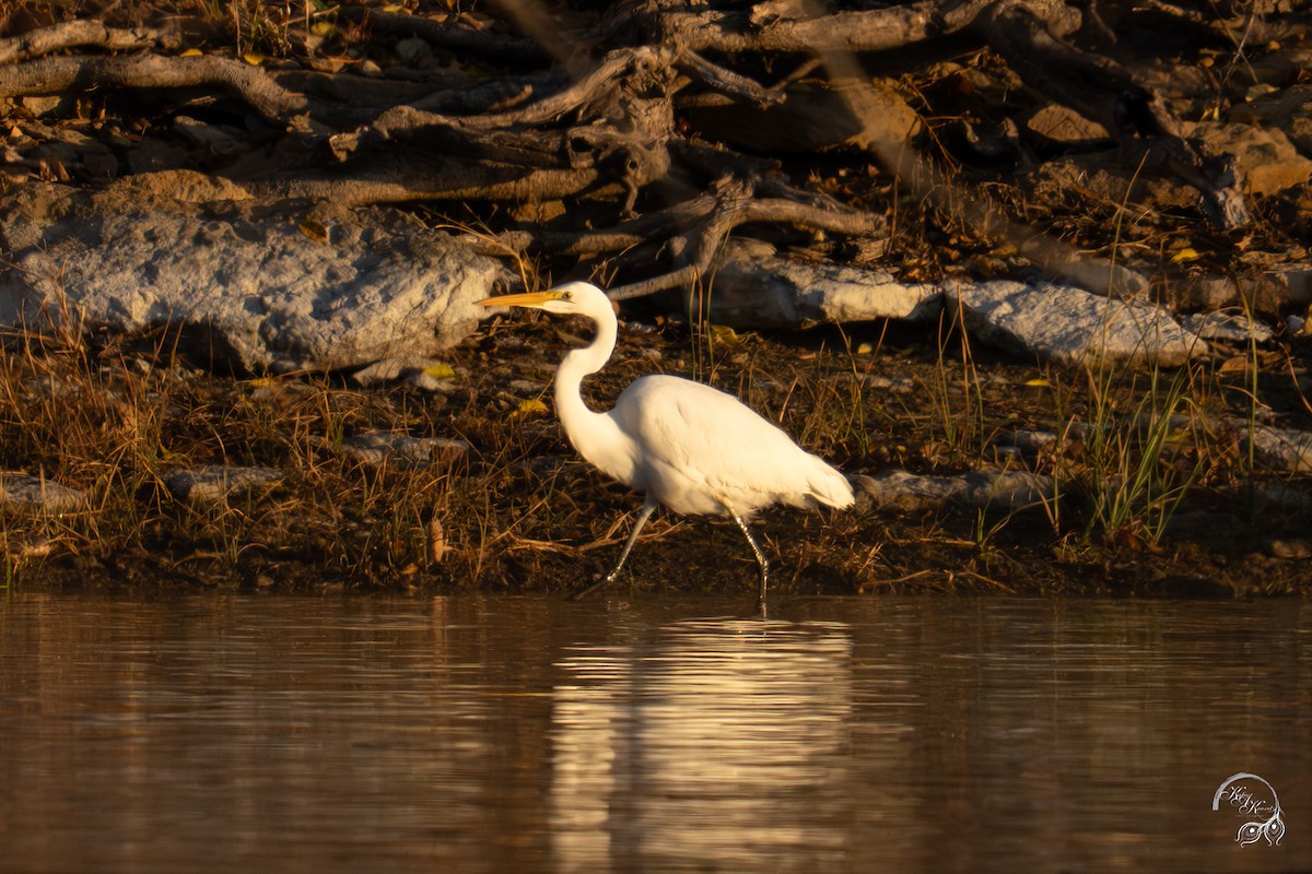 Great Egret - ML645833378