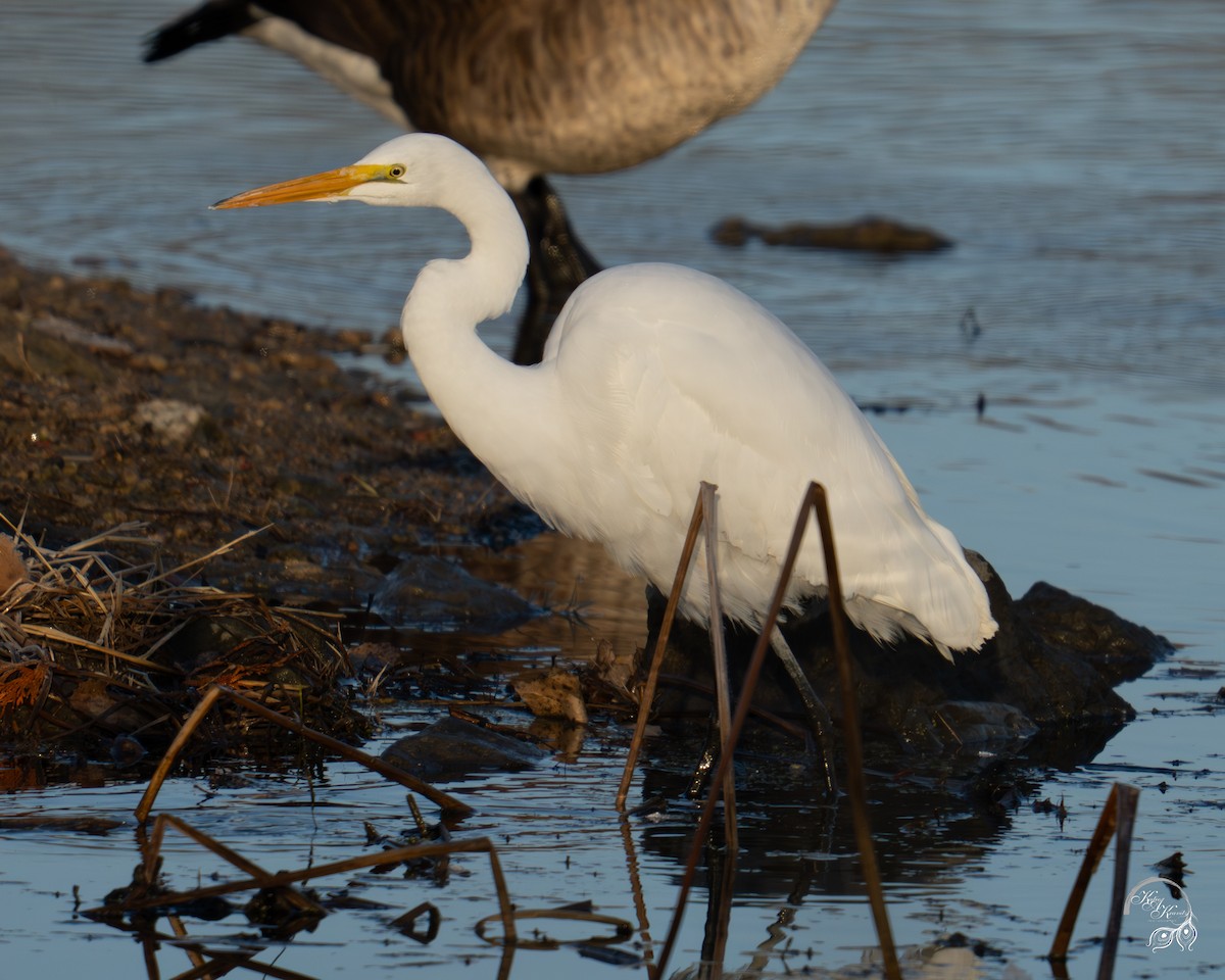 Great Egret - ML645833379