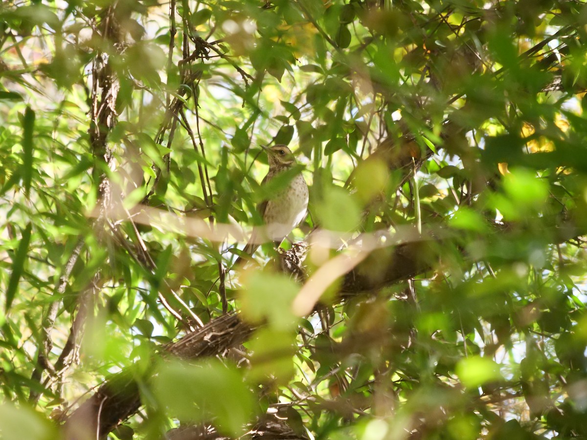 Dusky Thrush - ML645833382