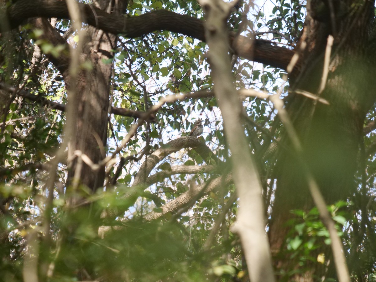 Dusky Thrush - ML645833383