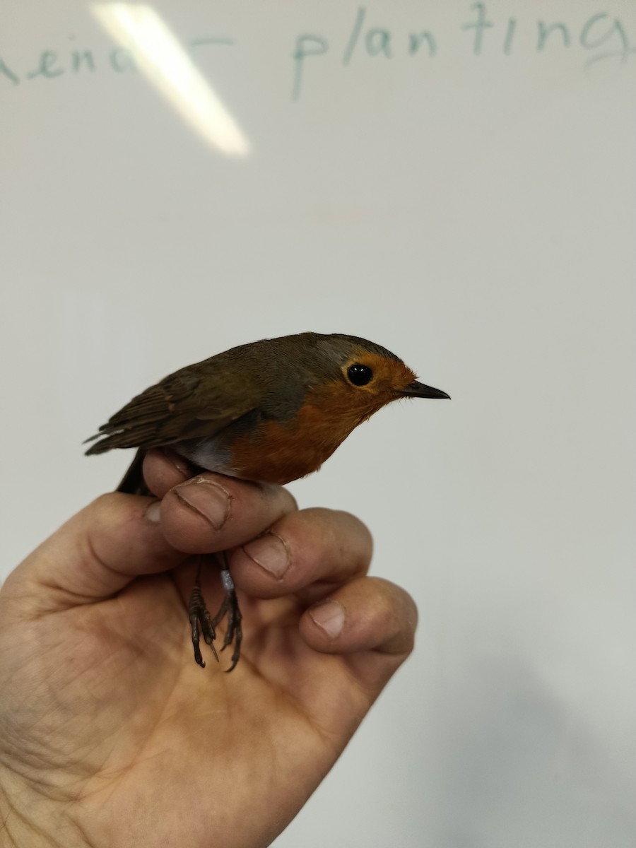 European Robin - ML645833384