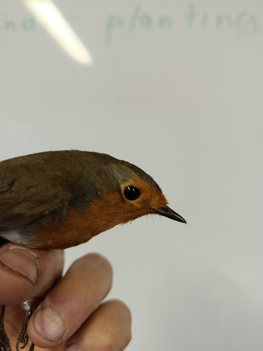 European Robin - ML645833385