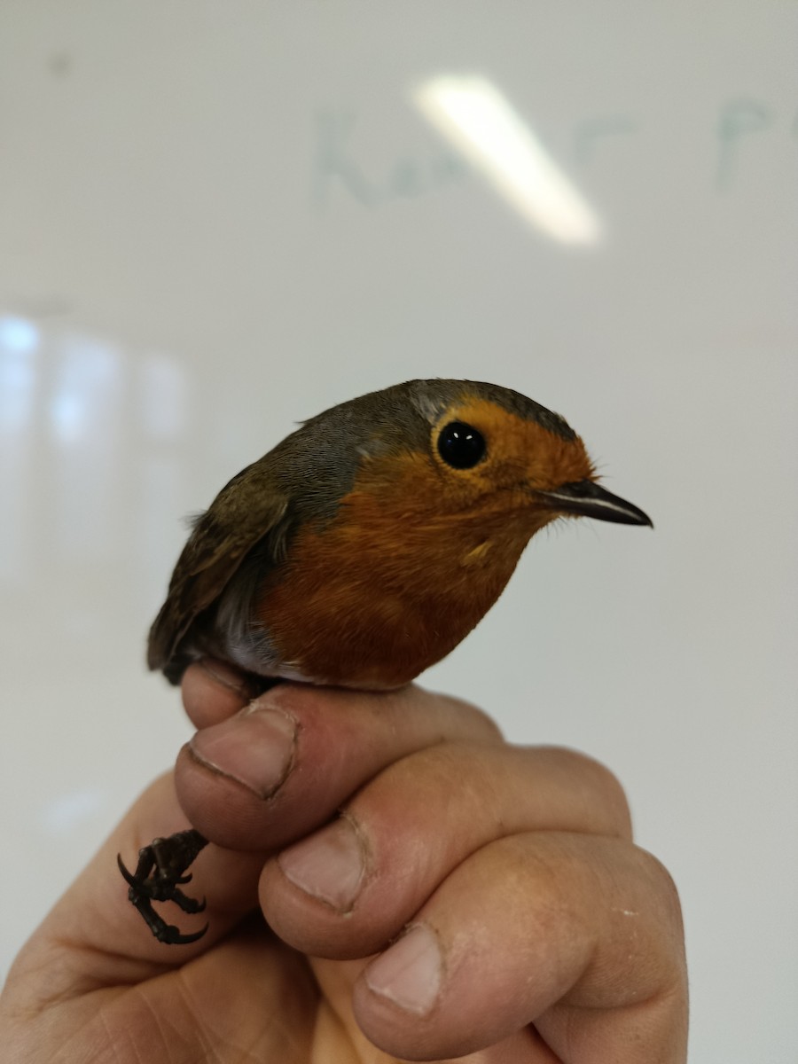 European Robin - ML645833387