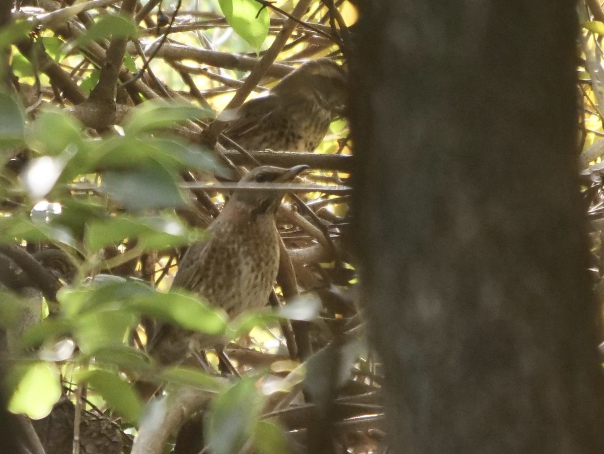 Naumann's Thrush - ML645833391