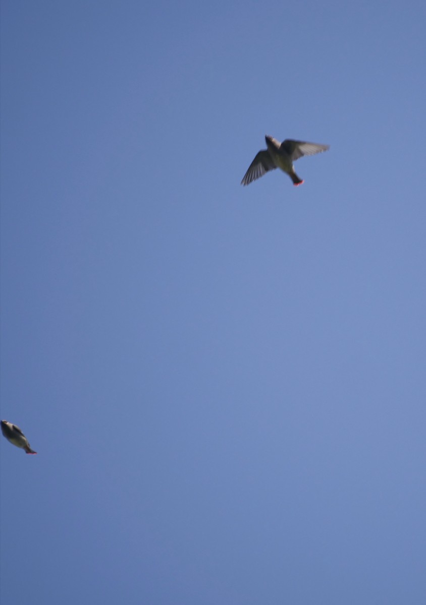 Japanese Waxwing - ML645833393