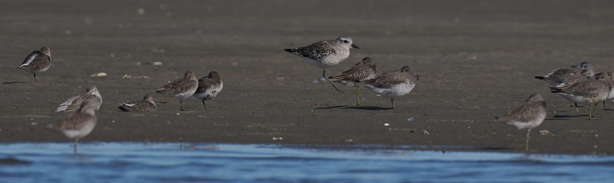 Bécasseau maubèche - ML645833395