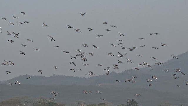 Common Wood-Pigeon - ML645833398