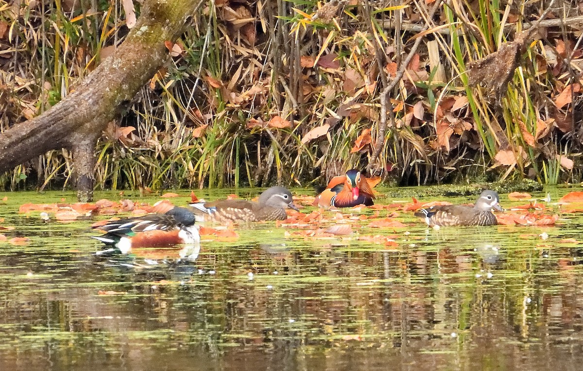 mandarinand - ML645833415