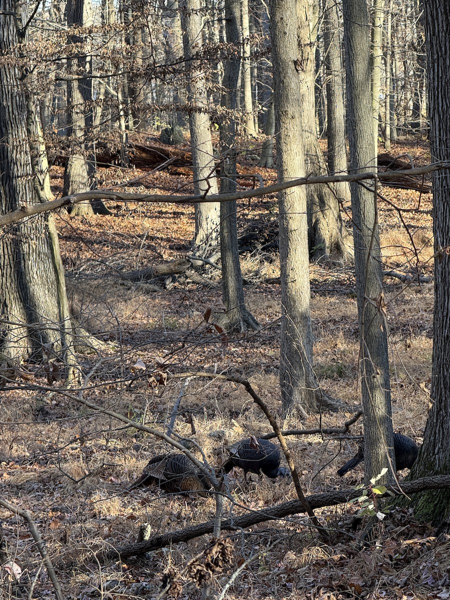 Wild Turkey - ML645833416